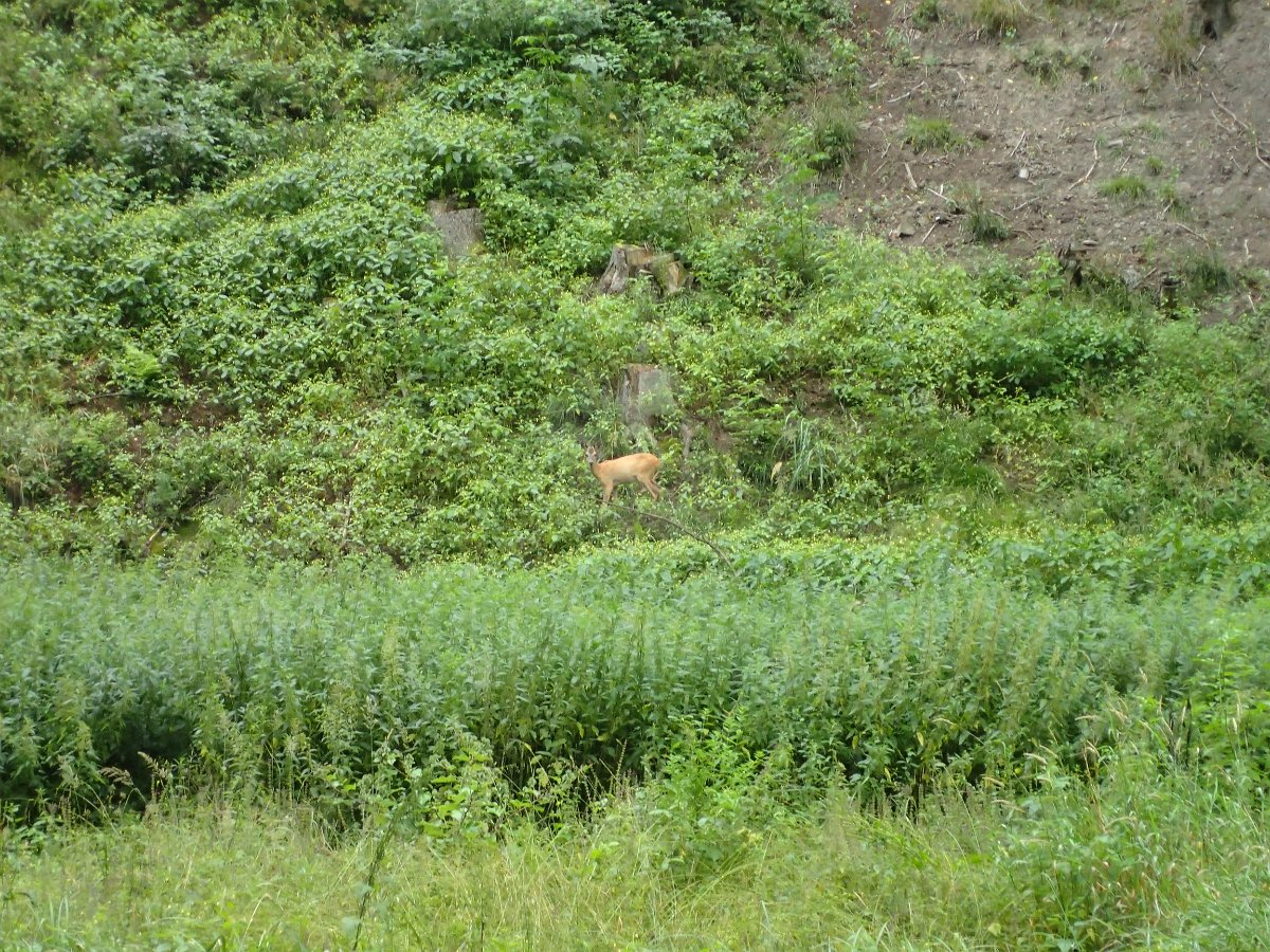 P7276939.JPG
