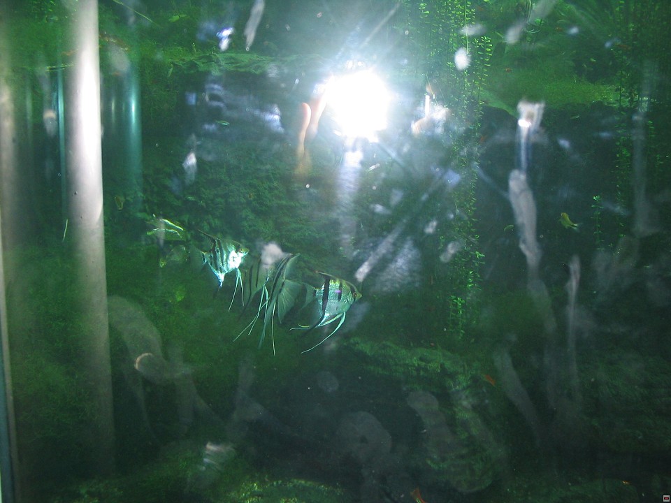 img00005.jpg