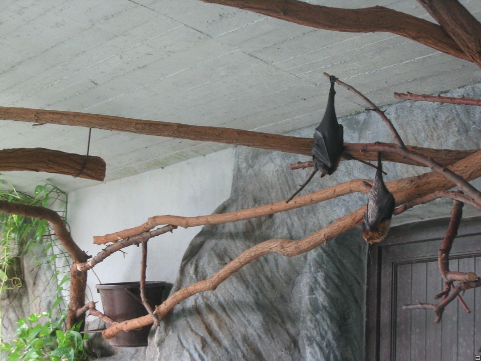 img00037.jpg