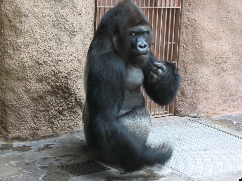 img00051.jpg