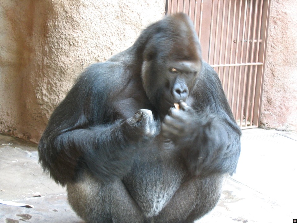 img00052.jpg