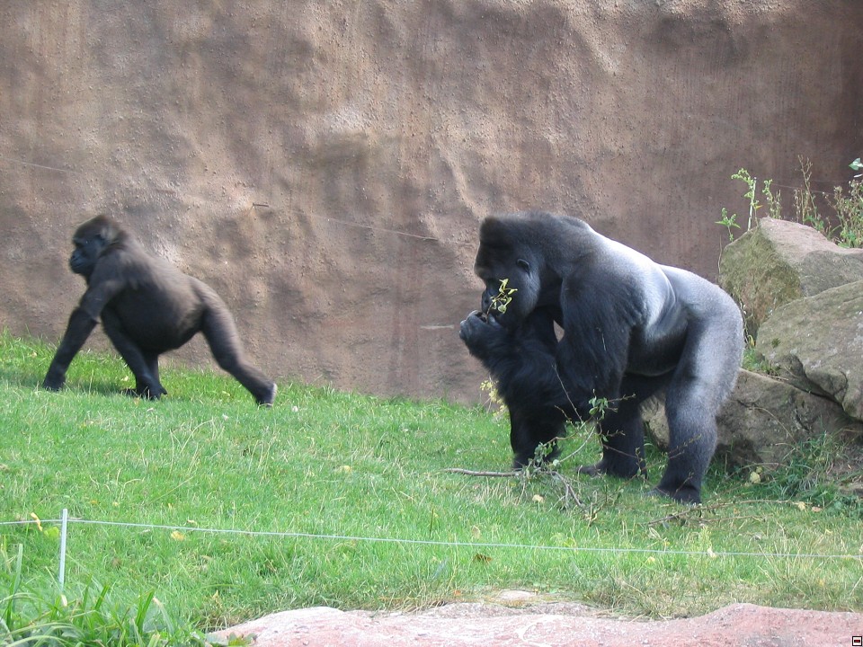 img00061.jpg