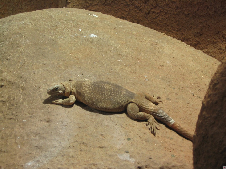 img00070.jpg