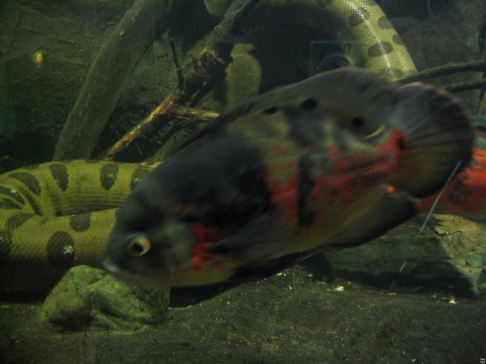 img00073.jpg