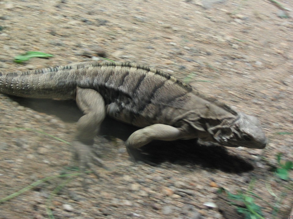 img00077.jpg