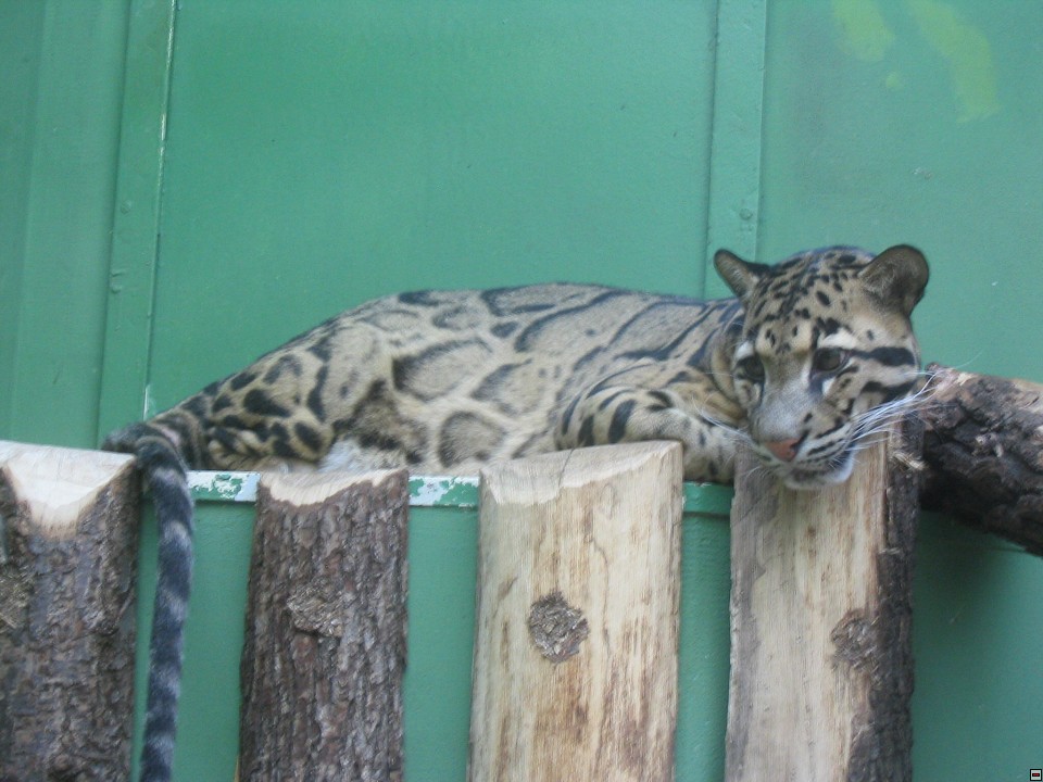 img00081.jpg