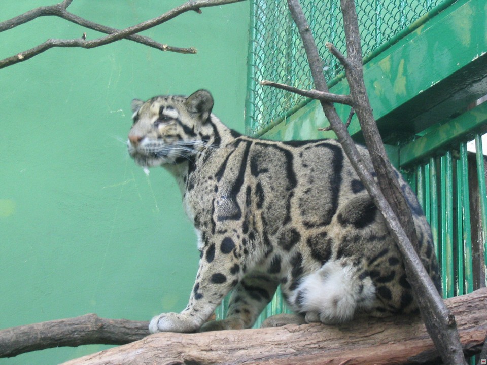 img00082.jpg