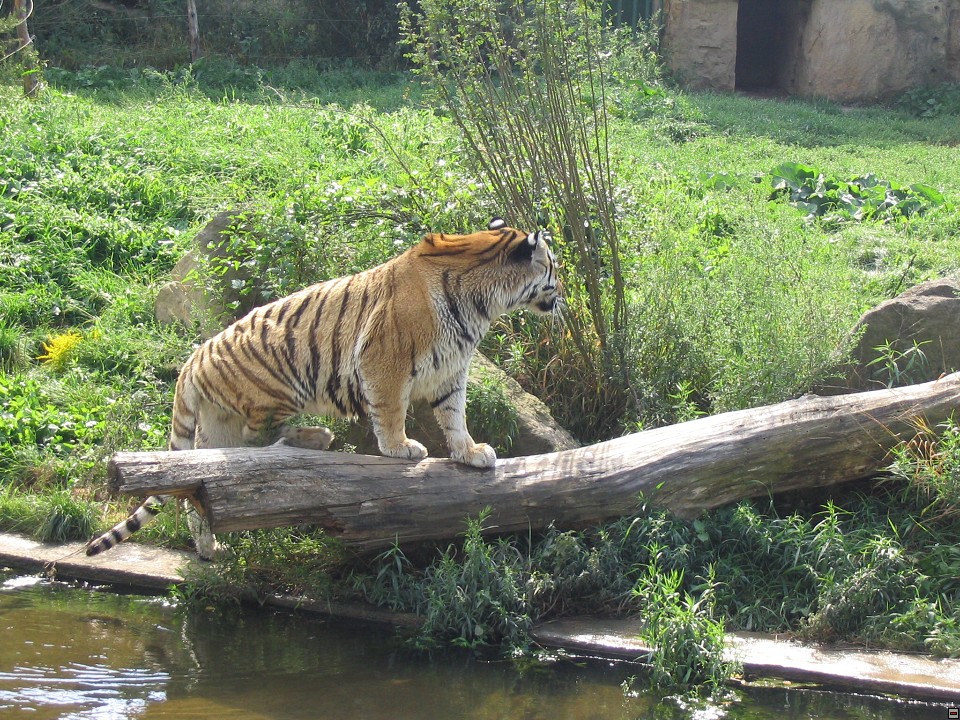 img00085.jpg
