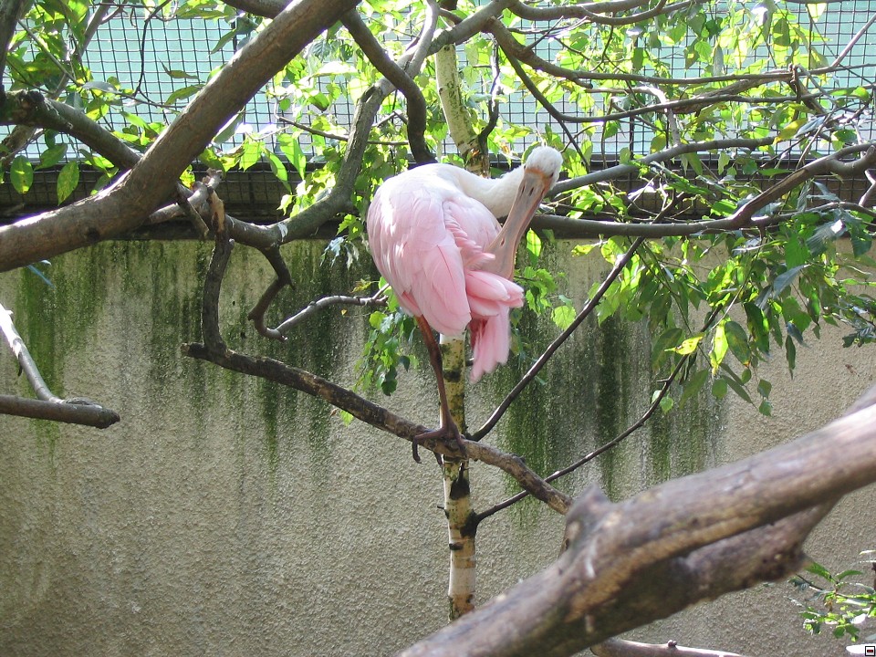 img00087.jpg