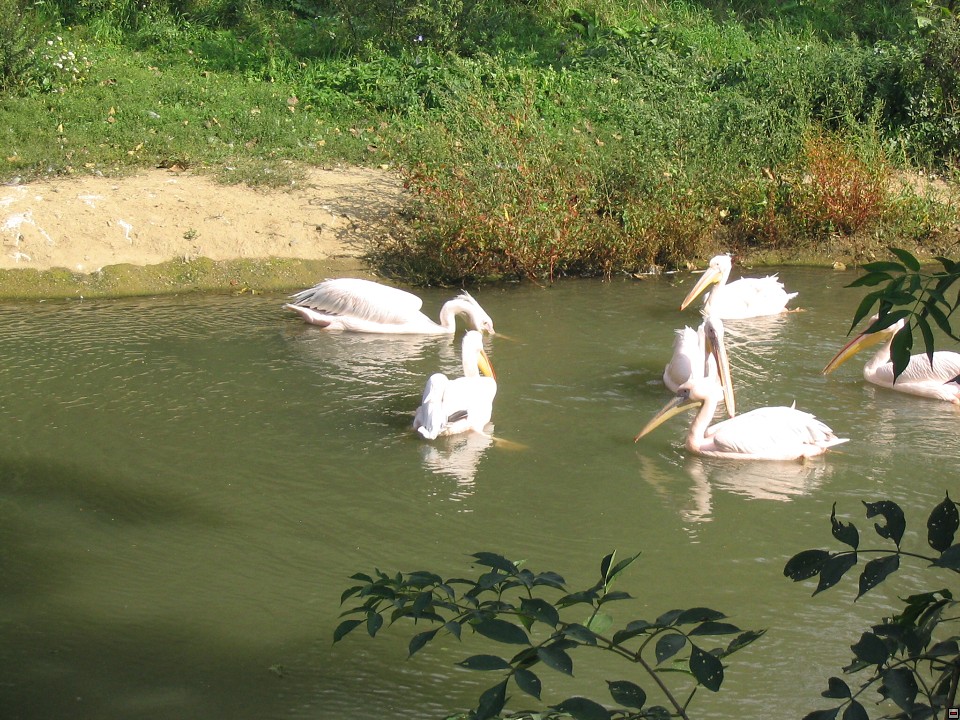 img00089.jpg