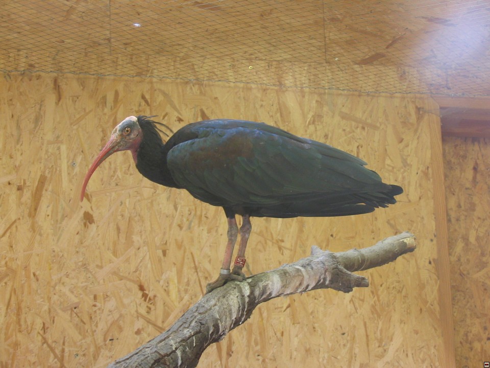 img00098.jpg