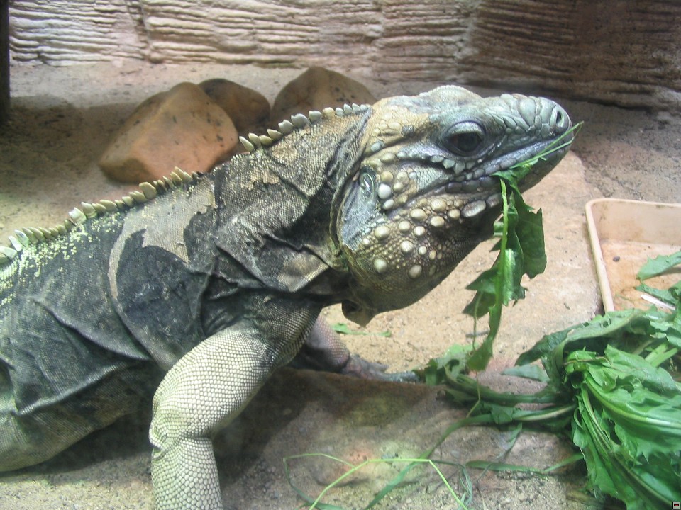 img00103.jpg