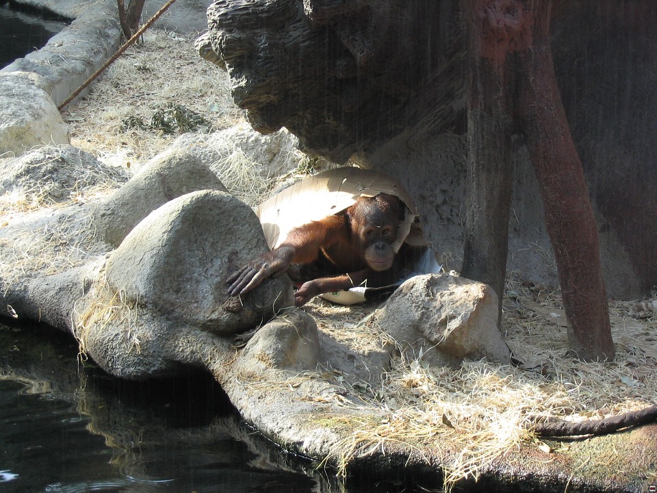 img00115.jpg