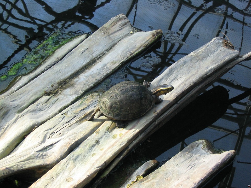 img00116.jpg
