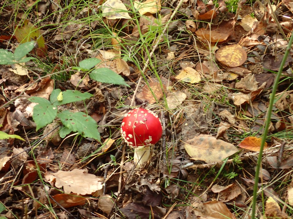 PA132101.JPG