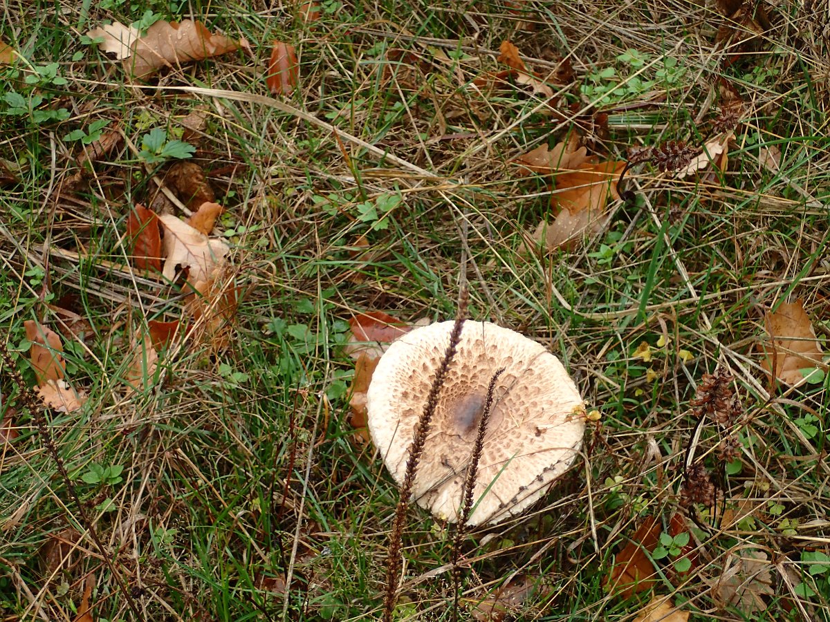 PA271309.JPG